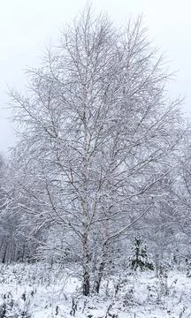 Snow covered tree in the winter forest Natural background, branches Stock Photos