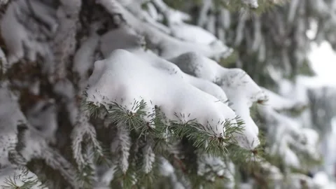 Snow covered tree in winter nature scene. Winter snow tree view. Winter snow Stock Footage 148268914
