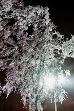 Snow-covered tree in winter under a lantern Stock Photos