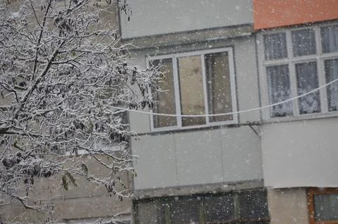 A snow covered tree with a wire running through it.  Stock Photos
