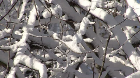 SNOW-COVERED TREES #1 Stock Footage 22511745