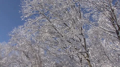 SNOW-COVERED TREES #2 库存影片 22512027