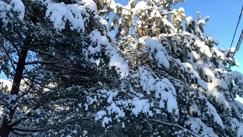 Snow-covered trees 2 Stock Footage 172099143