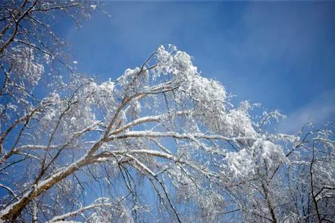 Snow covered trees 2 Stock Photos