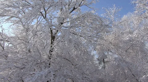 SNOW-COVERED TREES #3 Stock Footage 22512057
