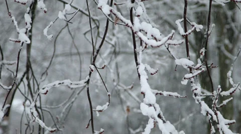 Snow covered trees 3 Stock Footage 33908695