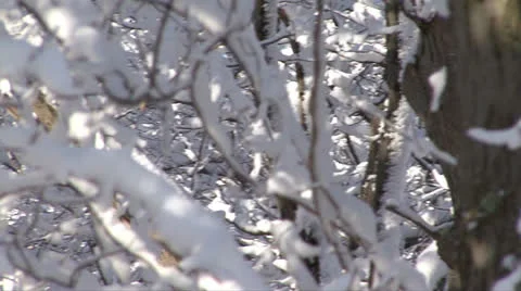 SNOW-COVERED TREES #4 Stock Footage 22513182