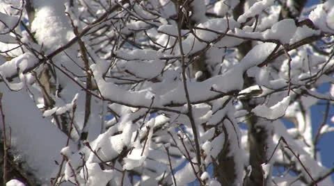 SNOW-COVERED TREES #5 Stock Footage 22513377