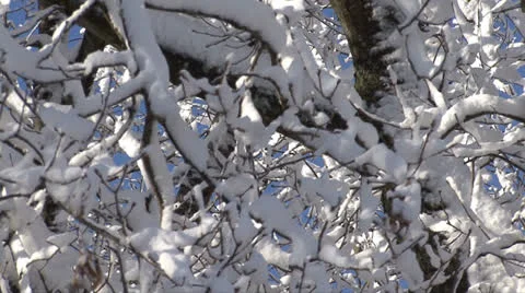 SNOW-COVERED TREES #6 Stock Footage 22515184