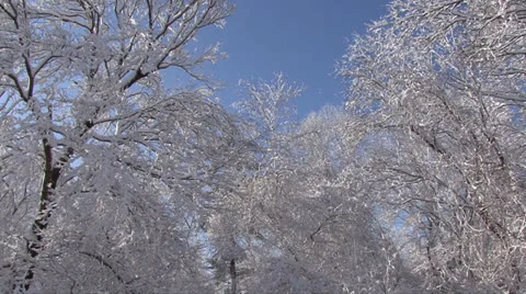 SNOW-COVERED TREES #7 库存影片 22515971