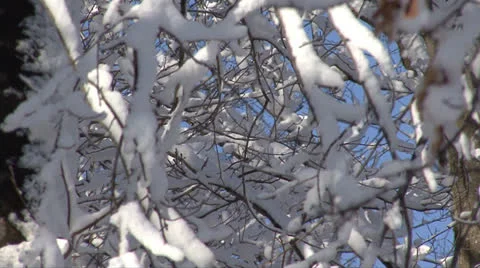 SNOW-COVERED TREES #8 Stock Footage 22516236