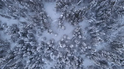 Snow covered trees from above Stock-Footage 168861021