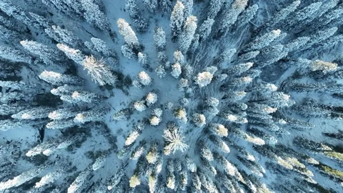 Snow-Covered Trees from Above Stock Footage 297085139