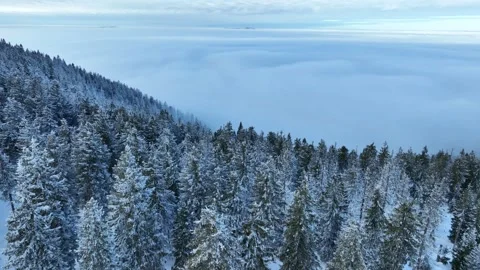 Snow Covered Trees Above Winter Mist Stock Footage 335526037