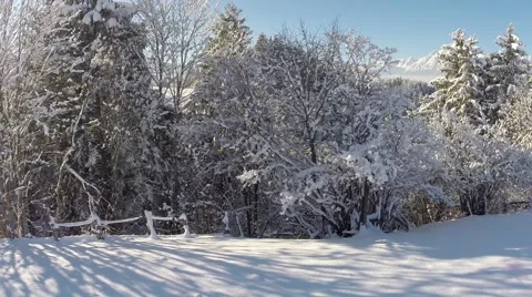 Snow-covered Trees - Aerial Flight Stock Footage 46002114