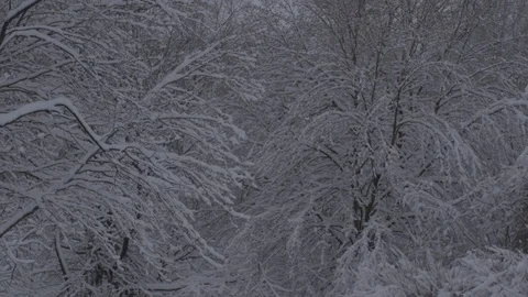 Snow covered trees afetr heavy wet snow Stock Footage 87478279