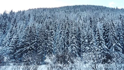 Snow-covered trees after snowfall in Alps, Austria at winter day. Stock Footage 102292423
