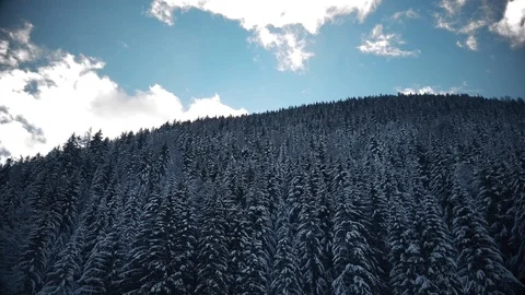 Snow-covered trees after snowfall in Alps, Austria at winter day. Stock Footage 102292559