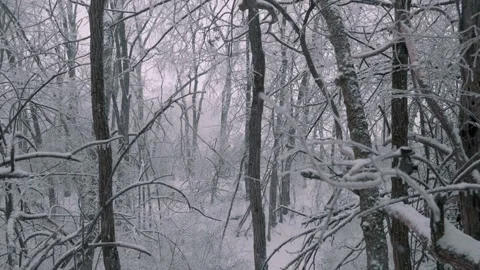 Snow covered trees after winter storm in Kentucky Stock Footage 312529401