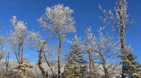 Snow covered trees against blue sky Video stock 10757477