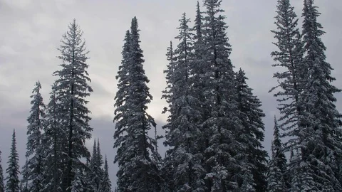 Snow-covered trees against a cloudy sky Stock Footage 92381627