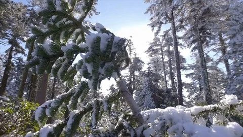 Snow Covered Trees Alond Roadside Stock Footage 70287853
