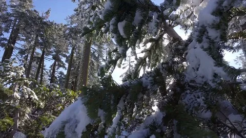 Snow Covered Trees Alond Roadside Stock Footage 70287996