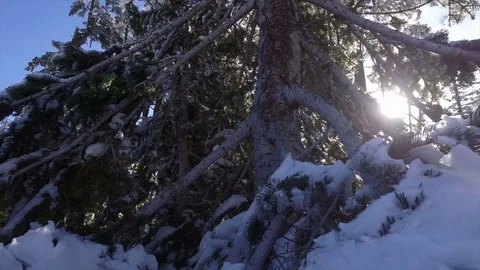 Snow Covered Trees Alond Roadside Stock Footage 70289592