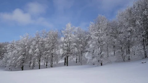 Snow covered trees and blue sky in the background, Matese mountain, Italy Stock Footage 102156137