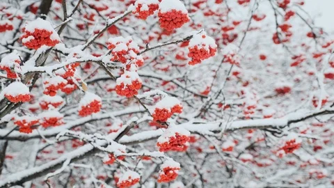 Snow covered trees and branches with red berry in a city park. Snowy trees in Vídeos de archivo 119915366