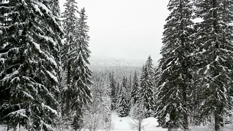 Snow covered trees and branches in the mountain. Forest in winter. Stock Footage 231574345