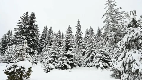 Snow covered trees and branches in the mountains. A winter idyll. Forest Stock Footage 231574347