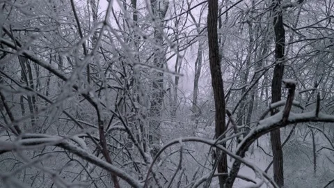 Snow covered trees and branches after winter storm in Kentucky Stock Footage 312529385