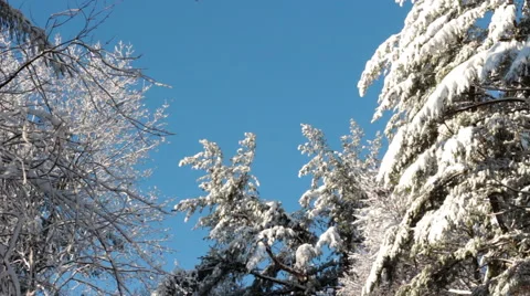 Snow Covered Trees and Bright Blue Sky 스톡 동영상 44400324