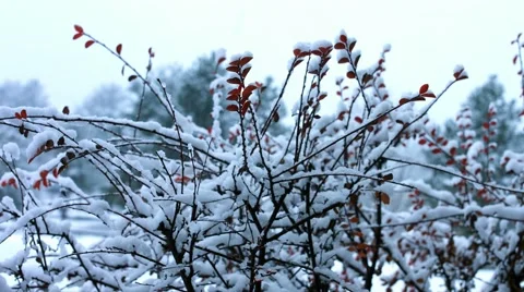 Snow Covered Trees and Bush Stock Footage 44346020