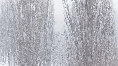 Snow covered trees and heavy snowing pan left to right. Winter storm in city 스톡 동영상 124215768