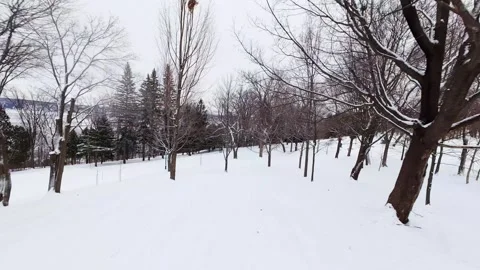 Snow Covered Trees And Open Park Space In Winter Stock Footage 323338453