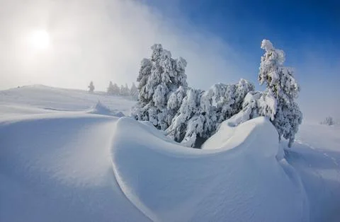 Snow-Covered Trees and Smooth Snowdrifts Under Winter Sun 스톡 사진
