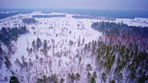 Snow-covered trees and terrain in northern Michigan 스톡 동영상 334092876