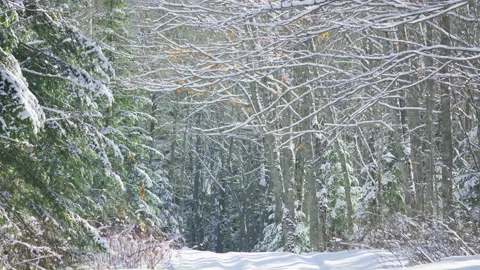 Snow covered trees arch over path in forest glowing winter Stock Footage 256989723