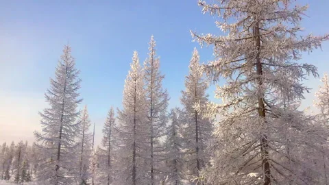 Snow covered trees in an arctic forest Stock Footage 302966329