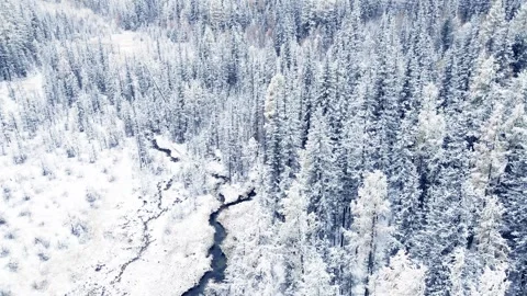 Snow-covered trees in autumn forest during snowfall. Stock Footage 283958295