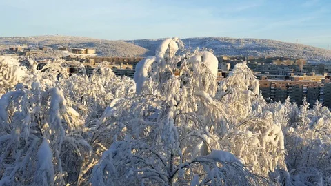 Snow-covered trees on the background of buildings and houses in the distance. Stock Footage 108002600