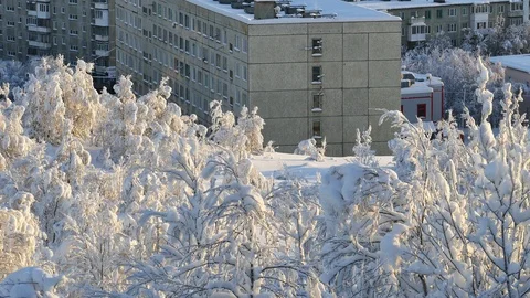 Snow-covered trees on the background of buildings and houses. Stock Footage 108002650