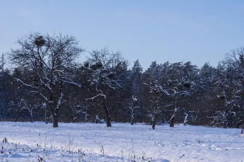 Snow-covered trees on the background of a dark forest and sky Stock Photos