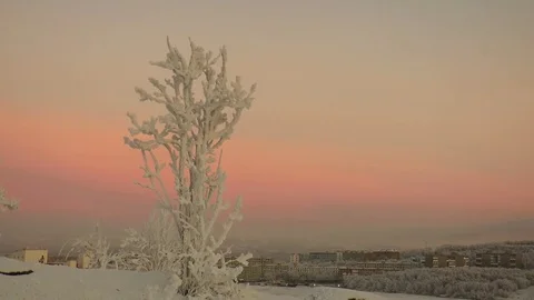 Snow covered trees on a background of pink sunset sky and city in the distance. Stock Footage 71344956