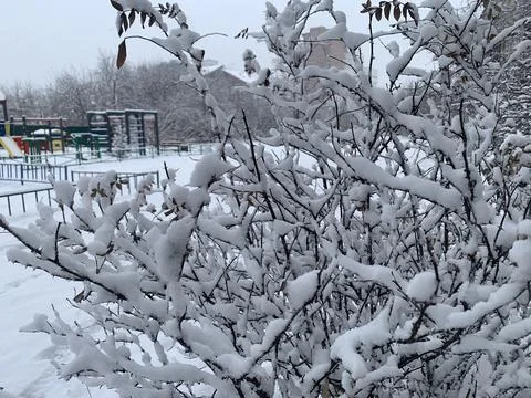 Snow-covered trees on the background of a winter playground. Stock Photos