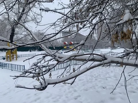 Snow-covered trees on the background of a winter playground. Stock Photos