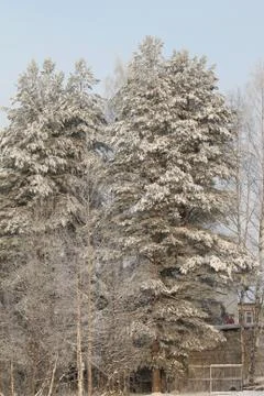 Snow covered trees backlit by sun on blue sky background. Stock Photos
