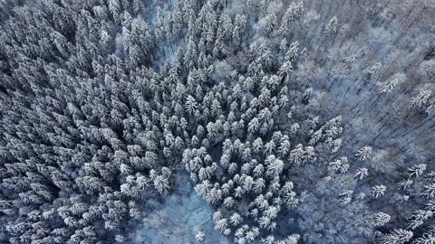 Snow covered trees in a beautiful forest taken from the top Stock Footage 226366182